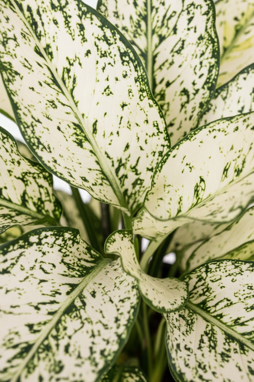 primer plano del follaje del Aglaonema White Kiwi — Planta china