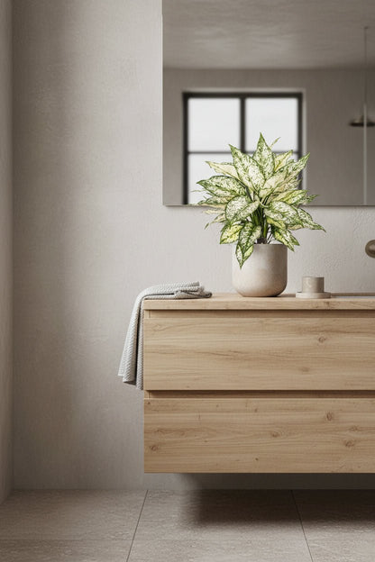 Aglaonema White Kiwi — Planta china sobre una consola de madera frente a un espejo