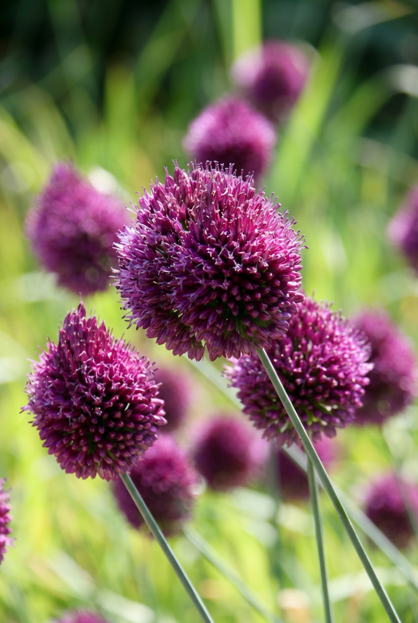 Ajo de cabeza redonda (Allium sphaerocephalon) — Bulbos calibre 5/6 - Verdeia - 1