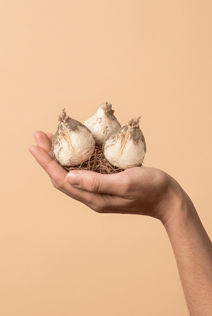 Ajo de cabeza redonda (Allium sphaerocephalon) — Bulbos calibre 5/6 - Verdeia - 2
