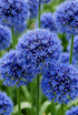 Ajo azul (Allium caeruleum) — Bulbos calibre 4/5 - Verdeia - 1