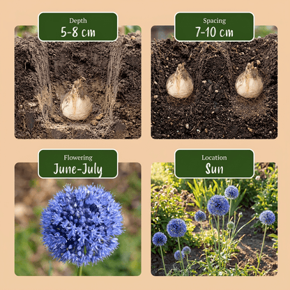 Ajo azul (Allium caeruleum) — Bulbos calibre 4/5 - Verdeia - 6
