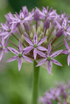 Ajo estrellado de Persia (Allium christophii) — Bulbos calibre 10/12 - Verdeia - 1