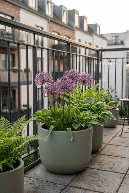 Ajo estrellado de Persia (Allium christophii) — Bulbos calibre 10/12 - Verdeia - 3
