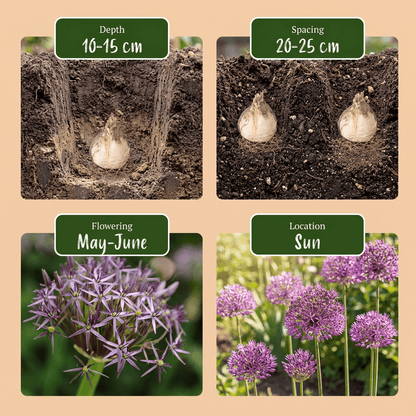 Ajo estrellado de Persia (Allium christophii) — Bulbos calibre 10/12 - Verdeia - 6