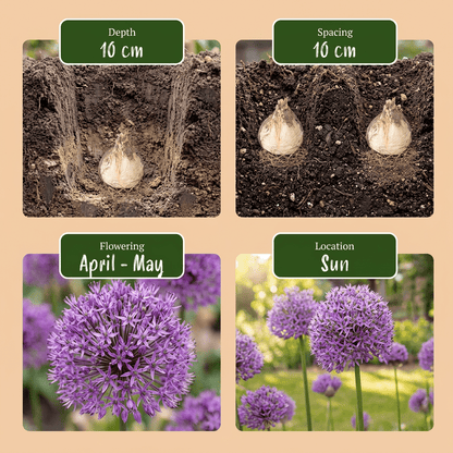 Allium Bulb Garden Mix (Multicoloured ornamental onion mix) — Bulbs, size 10/12 - Verdeia - 10