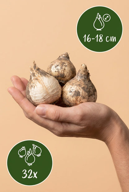 Allium &