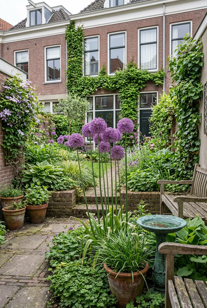 Allium &