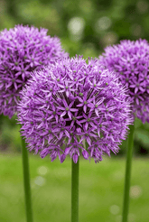 Allium &