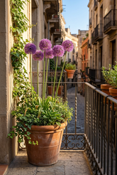 Allium &
