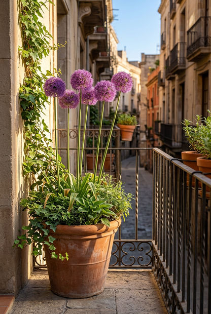 Allium &