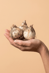Allium &