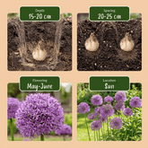 Allium &
