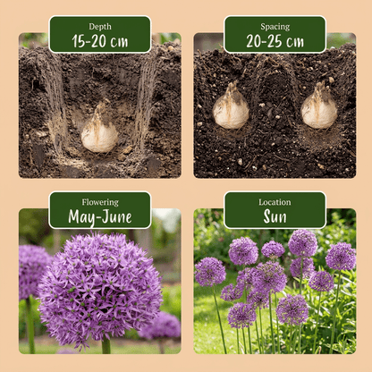 Allium &