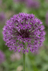 Allium &
