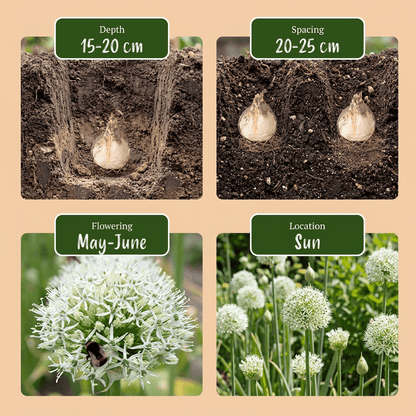 Allium &