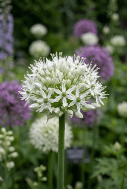 Allium &