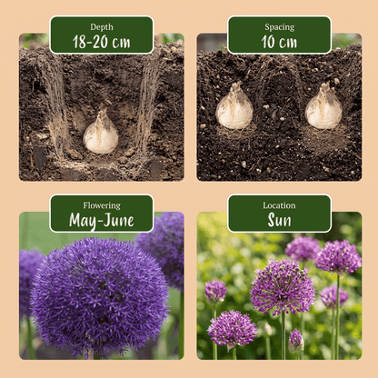 Allium &