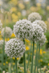 Allium &