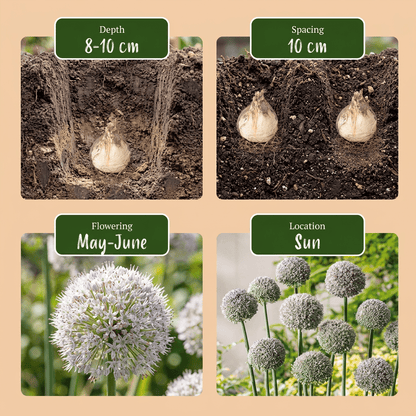 Allium &