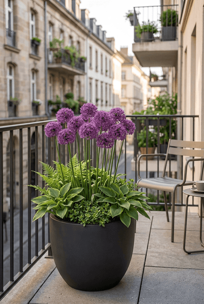 Allium &