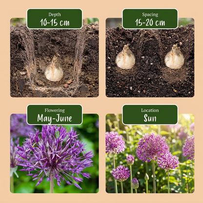 Allium &
