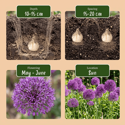 Allium &