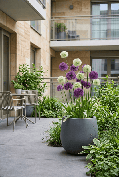 Allium Purple-White Mix (Mezcla de ajos ornamentales púrpura y blancos) — Bulbos calibre 10/12 - Verdeia - 3