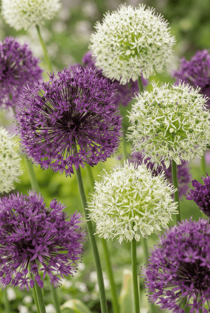 Allium Purple-White Mix (Mezcla de ajos ornamentales púrpura y blancos) — Bulbos calibre 10/12 - Verdeia - 1