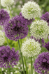 Allium Purple-White Mix (Mezcla de ajos ornamentales púrpura y blancos) — Bulbos calibre 10/12 - Verdeia - 1