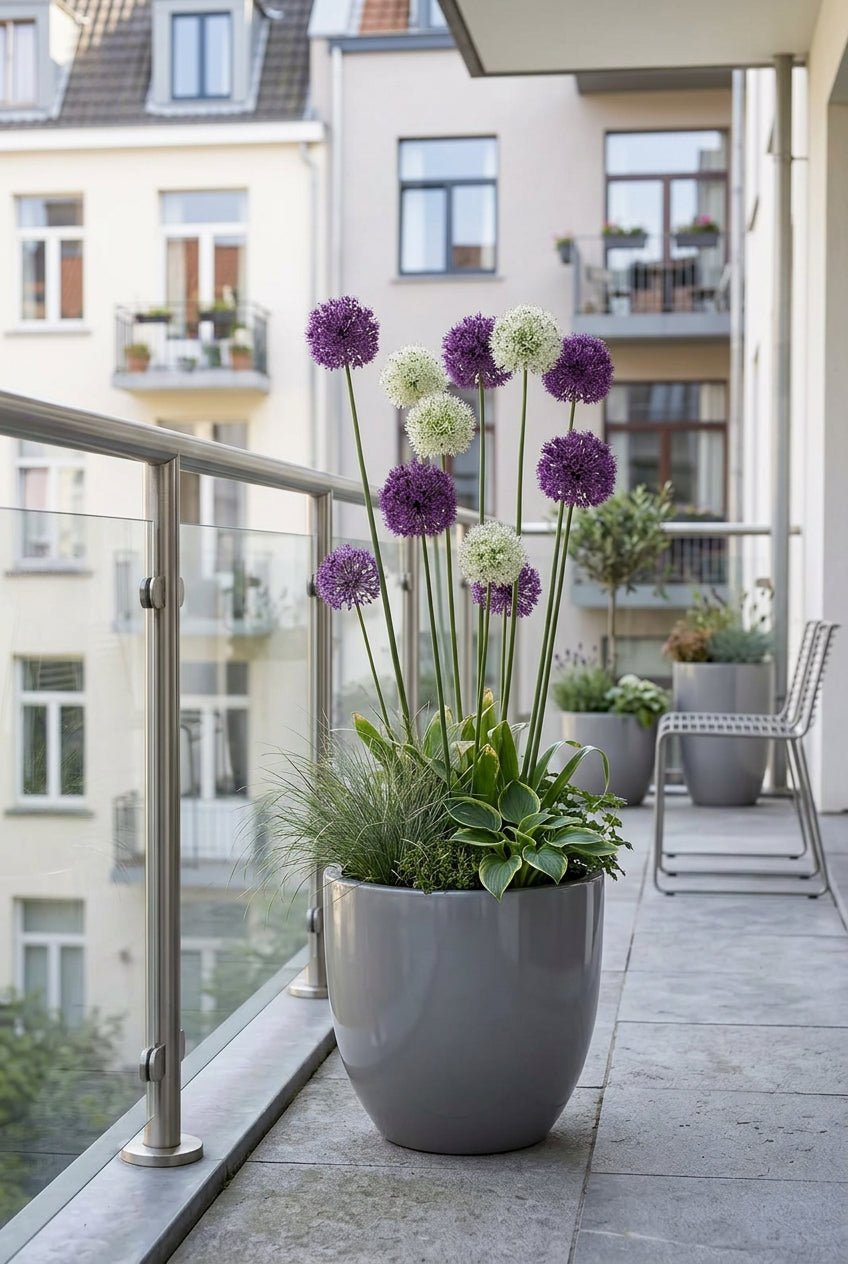 Allium Purple-White Mix (Mezcla de ajos ornamentales púrpura y blancos) — Bulbos calibre 10/12 - Verdeia - 4