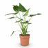 Alocasia cucullata (Main de Bouddha) - Verdeia - 1