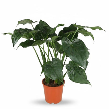Alocasia cucullata – Oreille d’éléphant tropicale - Verdeia