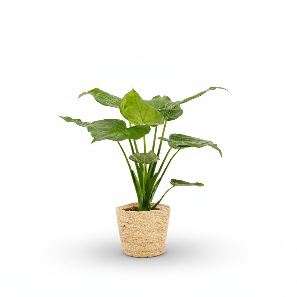 Alocasia cucullata – Oreille d’éléphant tropicale - Verdeia