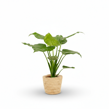 Alocasia cucullata – Oreille d’éléphant tropicale - Verdeia