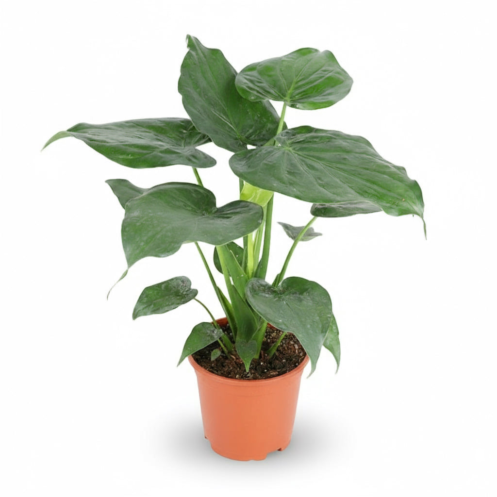 Alocasia cucullata – Oreille d’éléphant tropicale - Verdeia