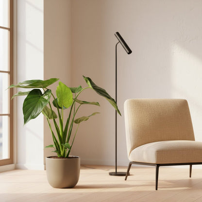 Alocasia cucullata – Oreille d’éléphant tropicale - Verdeia