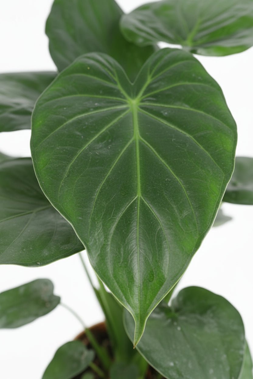philodendron cucullata Alocasia cucullata — Elephant Ear