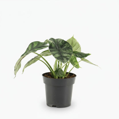 Alocasia ‘Dragon Scale’ — Ø14 cm — H25 cm - Verdeia