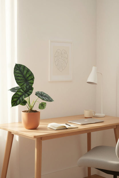 Alocasia Dragon Scale (Sloní ucho) - Verdeia - 8