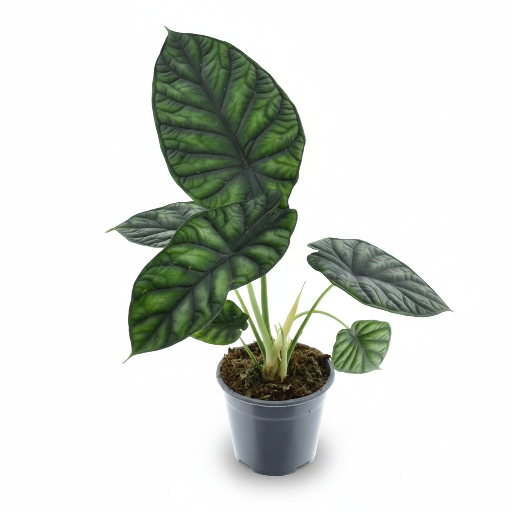 Alocasia Dragon Scale (Sloní ucho) - Verdeia - 1