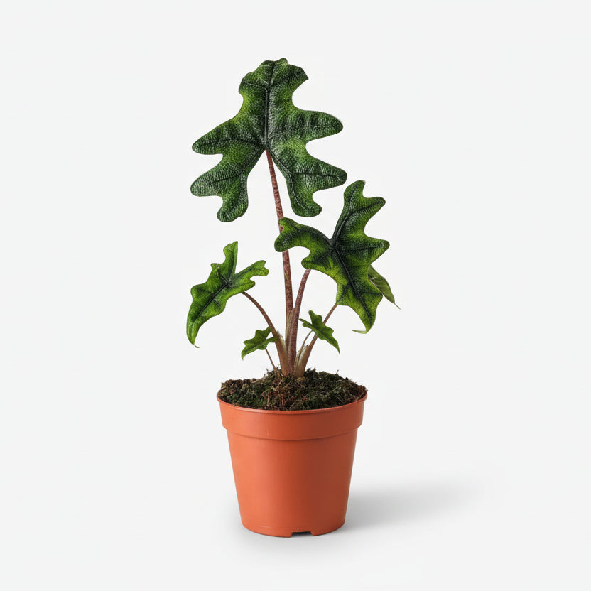 Alocasia Jacklyn — Elephant Ear — Ø12 cm — H30 cm - Verdeia - 1