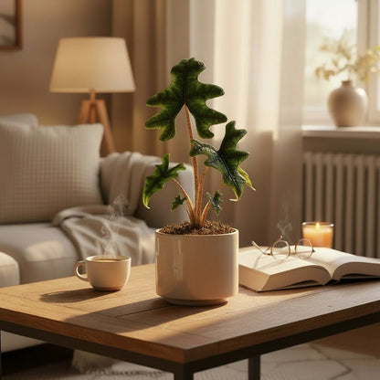 Alocasia Jacklyn — Elephant Ear — Ø12 cm — H30 cm - Verdeia - 5