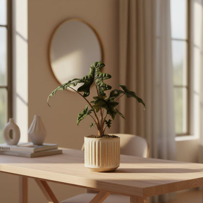 Alocasia Jacklyn — Elephant Ear — Ø12 cm — H30 cm - Verdeia - 4