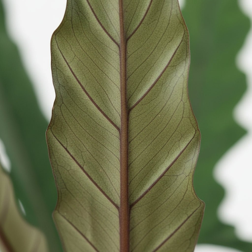 Alocasia Lauterbachiana — Elefantenohr — Ø19 cm — H80 cm - Verdeia - 2