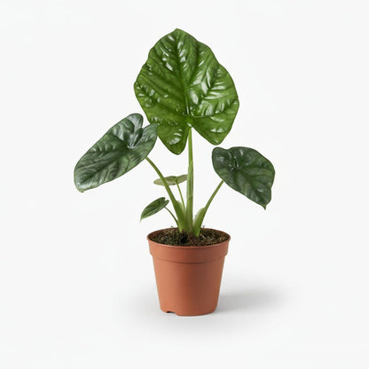 Alocasia Lukiwan - 12 x 20 cm - Verdeia