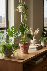 Alocasia Lukiwan — Oreja de elefante — Ø12 cm — H20 cm - Verdeia - 5