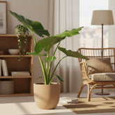 Alocasia Macrorrhiza — Elephant Ear — Ø19 cm — H70 cm - Verdeia - 5