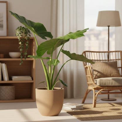 Alocasia Macrorrhiza — Elephant Ear — Ø19 cm — H70 cm - Verdeia - 5