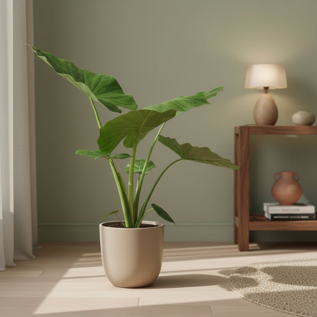 Alocasia Macrorrhiza — Elefantenohr — Ø19 cm — H70 cm - Verdeia - 3